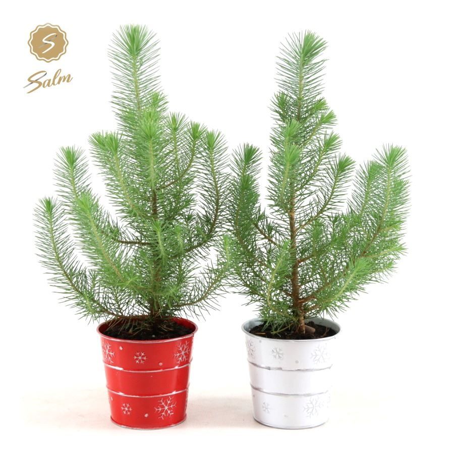 Pinus pinea 'Silver Crest' P10,5 in Zinc X-mas Duo, D 11 cm