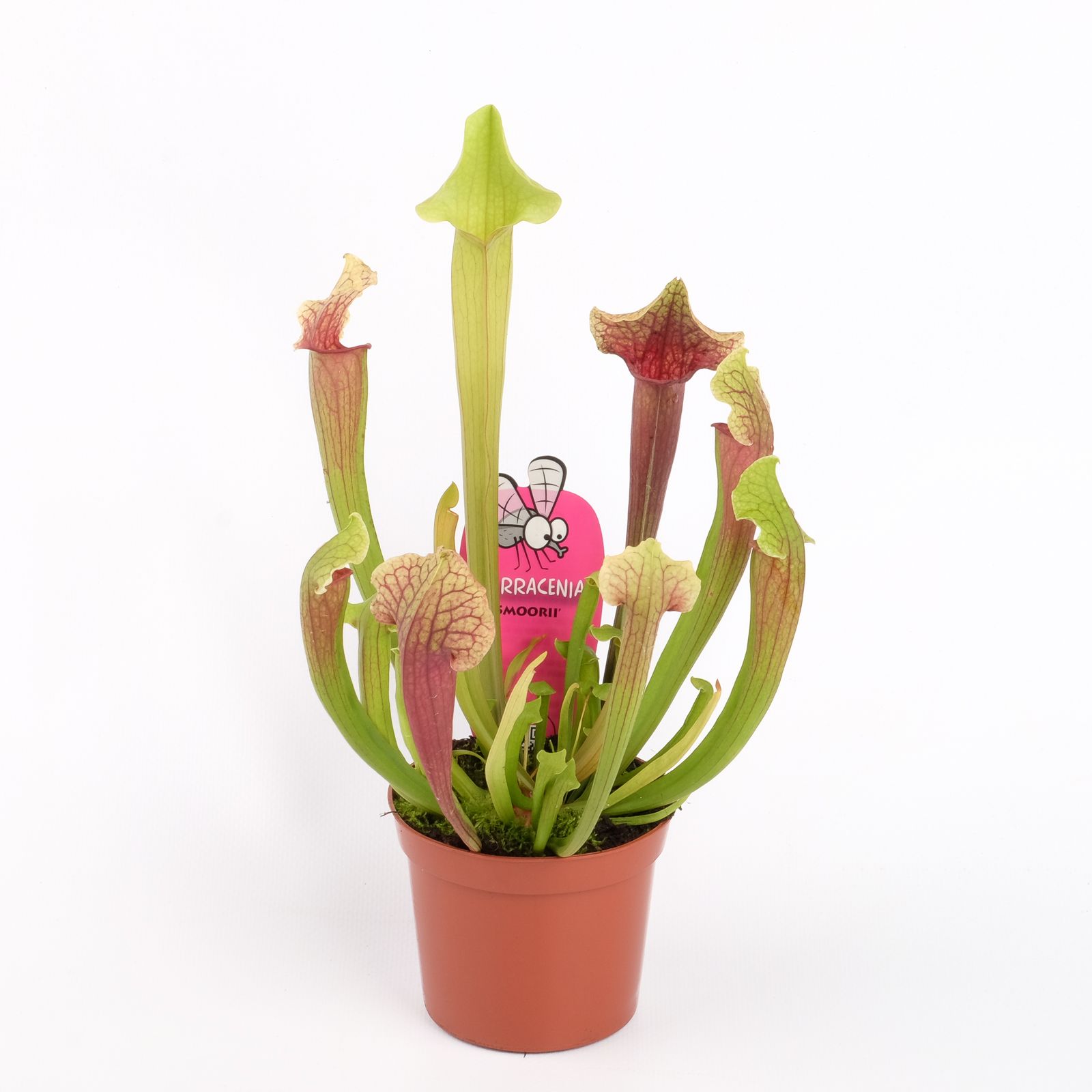Sarracenia 'Smoorii', D 8,5 cm