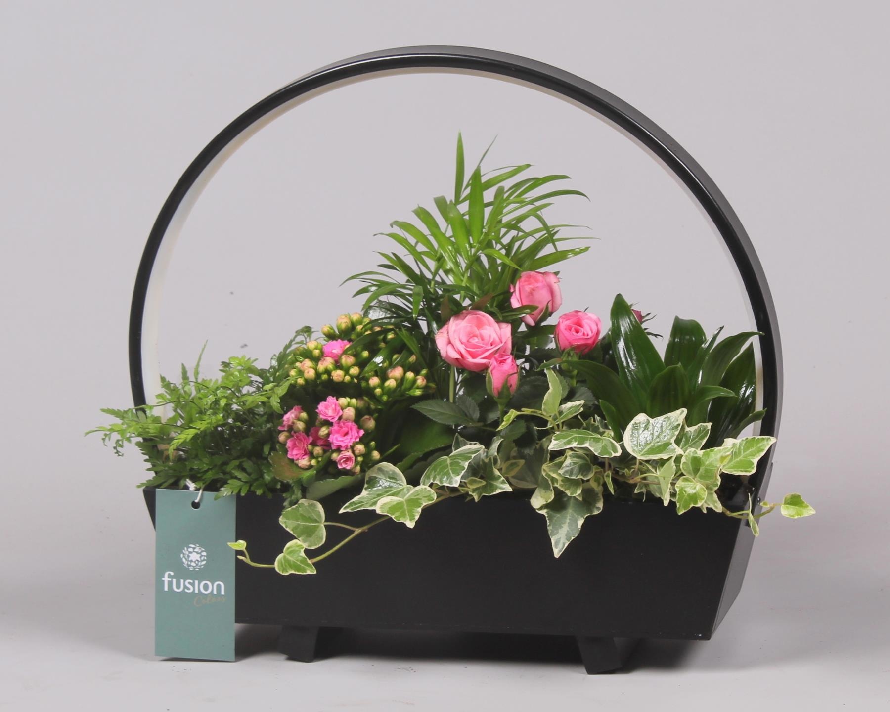 Lamp LED boog hout met Arrangement, D 32