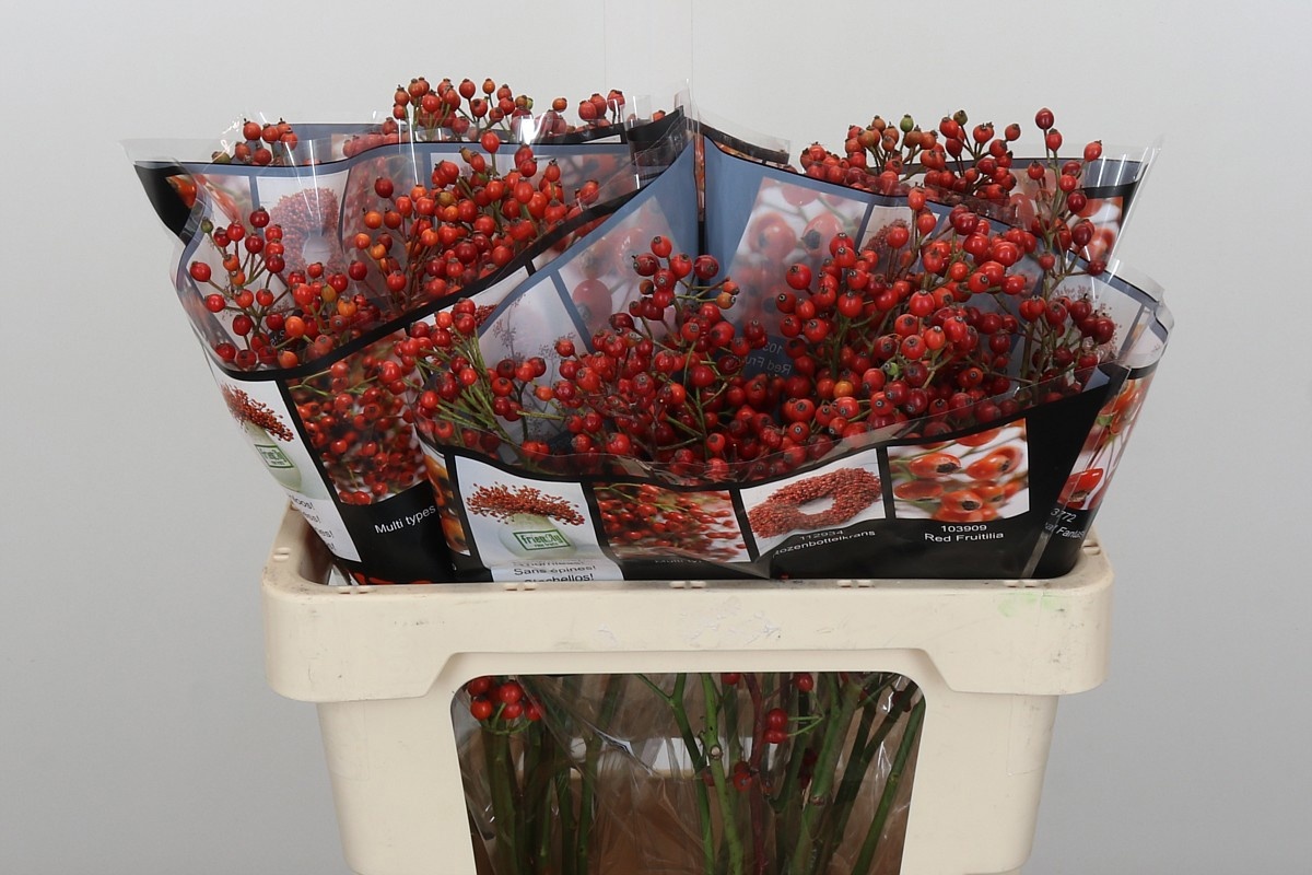 Рузботель Отем Роузфрутс 55, шт.