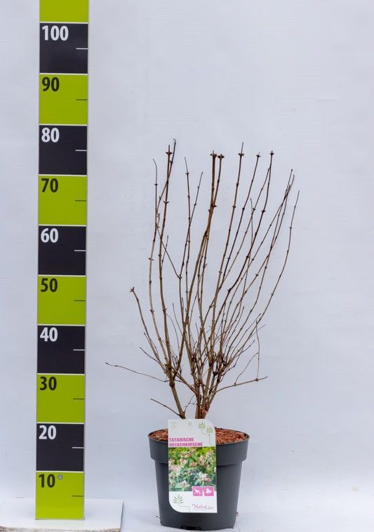 Lonicera tatarica C 4,6, D 23
