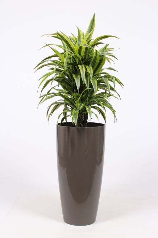 Dracaena Lemon Lime in Santorini pot "taupe", D 33