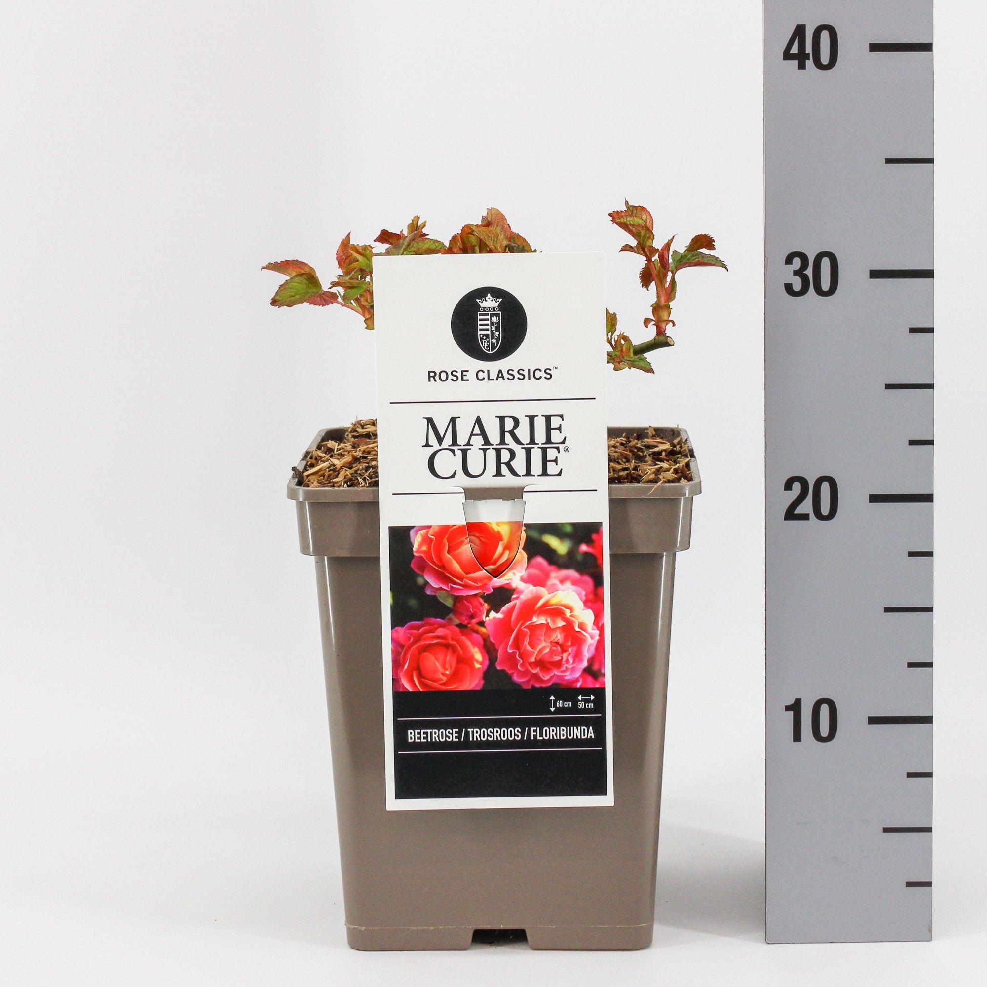 Rosa (F) Marie Curie ®, C5, D 23