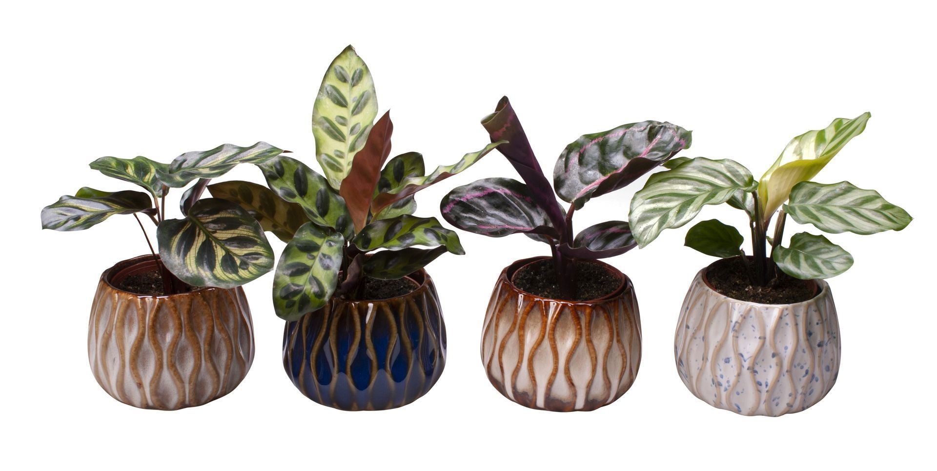 L 65427 with Calathea Mix, D 6