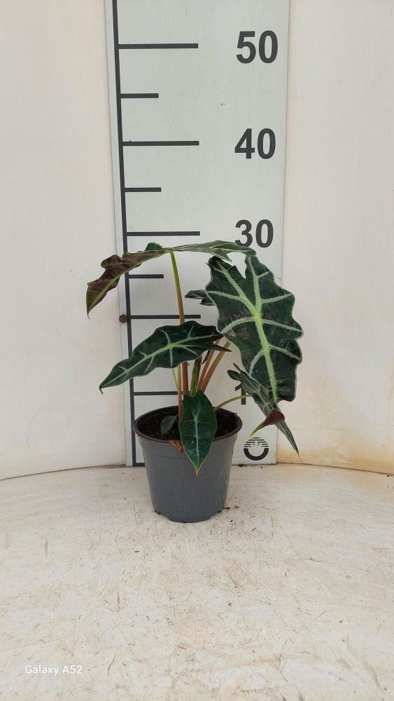 Alocasia Polly P12, D 12