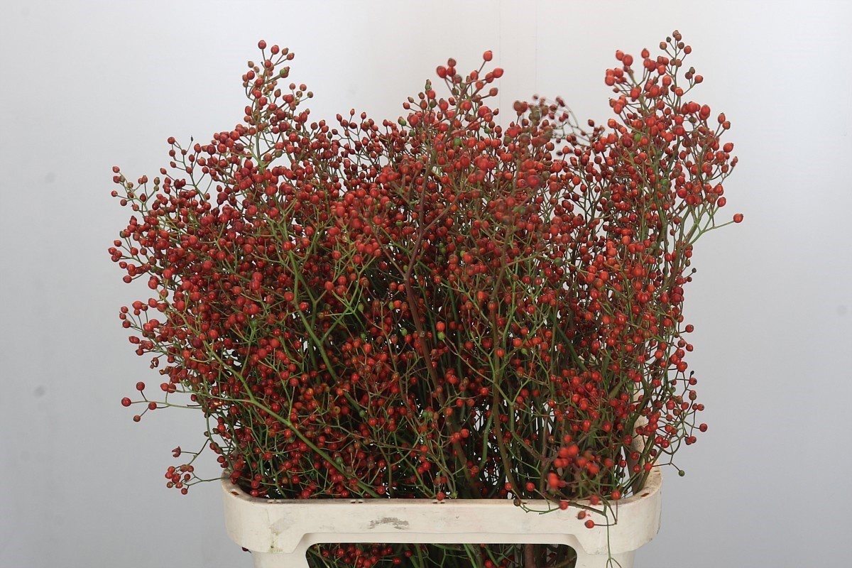 Рузботель Роузфрут Топс 80, шт.