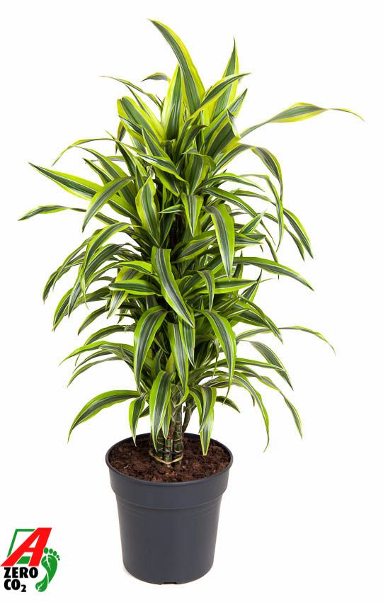 Dracaena Lemon Lime vertakt P27, D 27