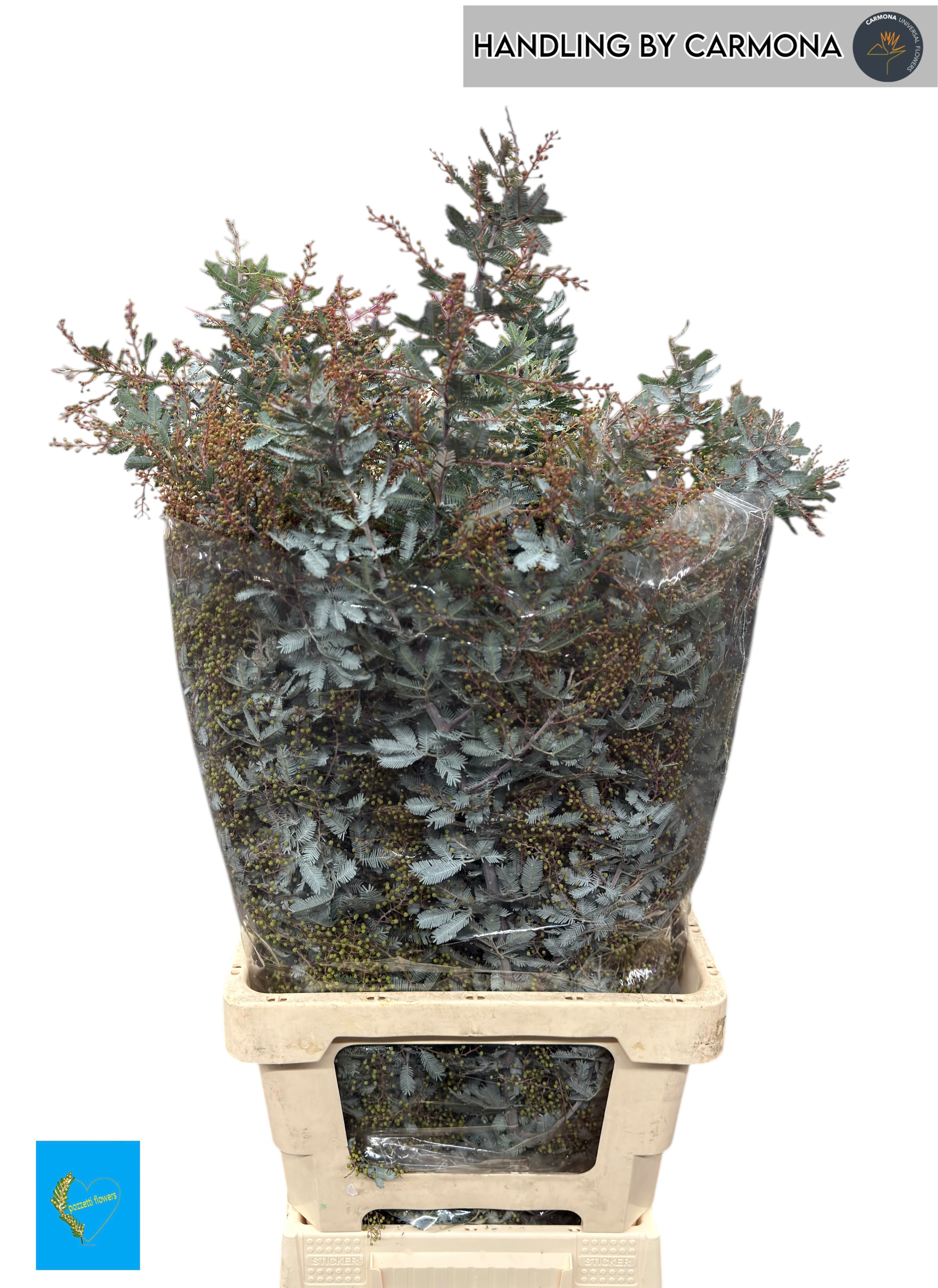 Мимоза Балеана за пучок 65, пуч.