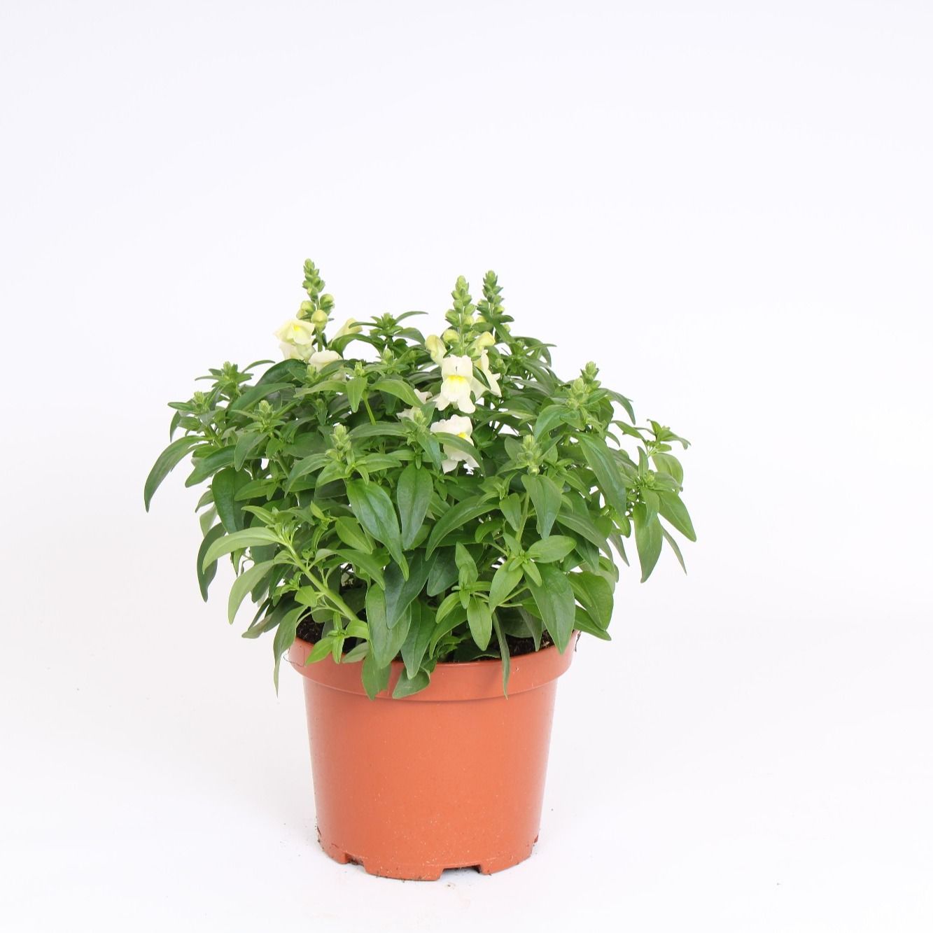 Antirrhinum majus white, D 19