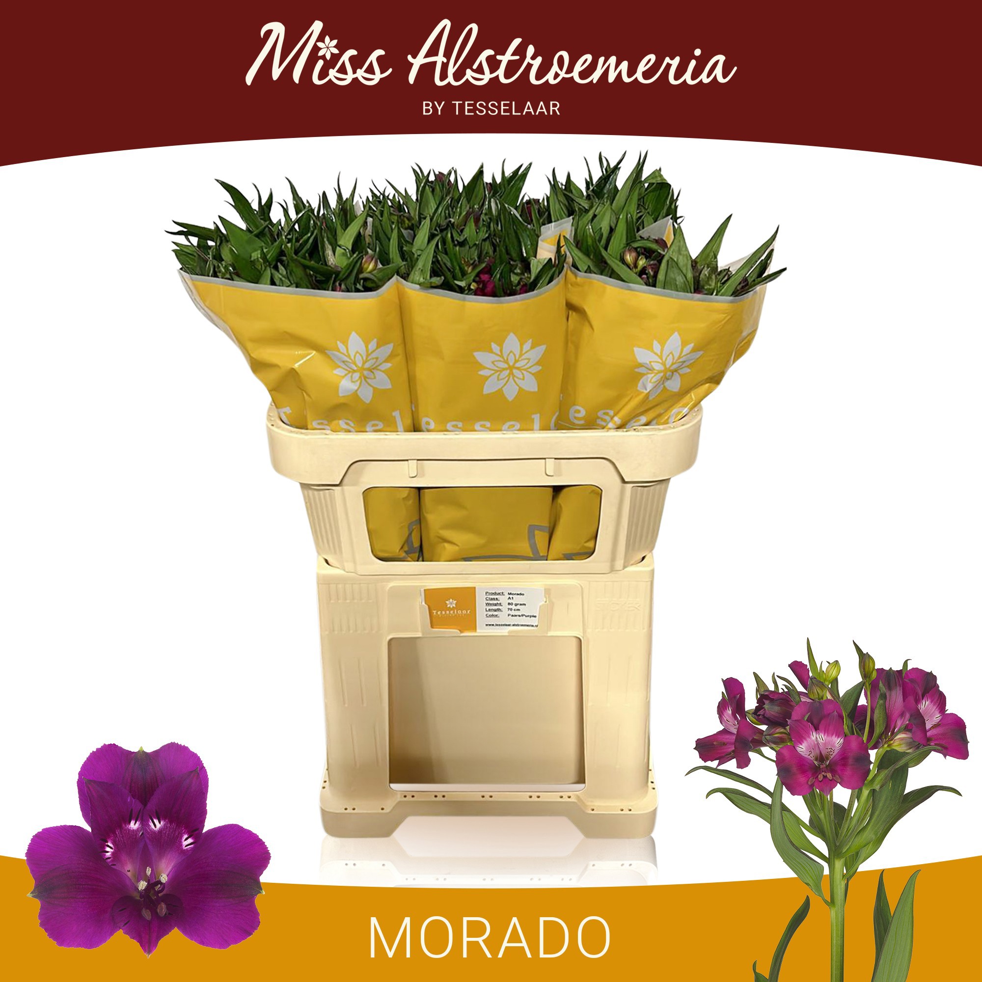 Альстромерия Морадо (фиолет.), шт.