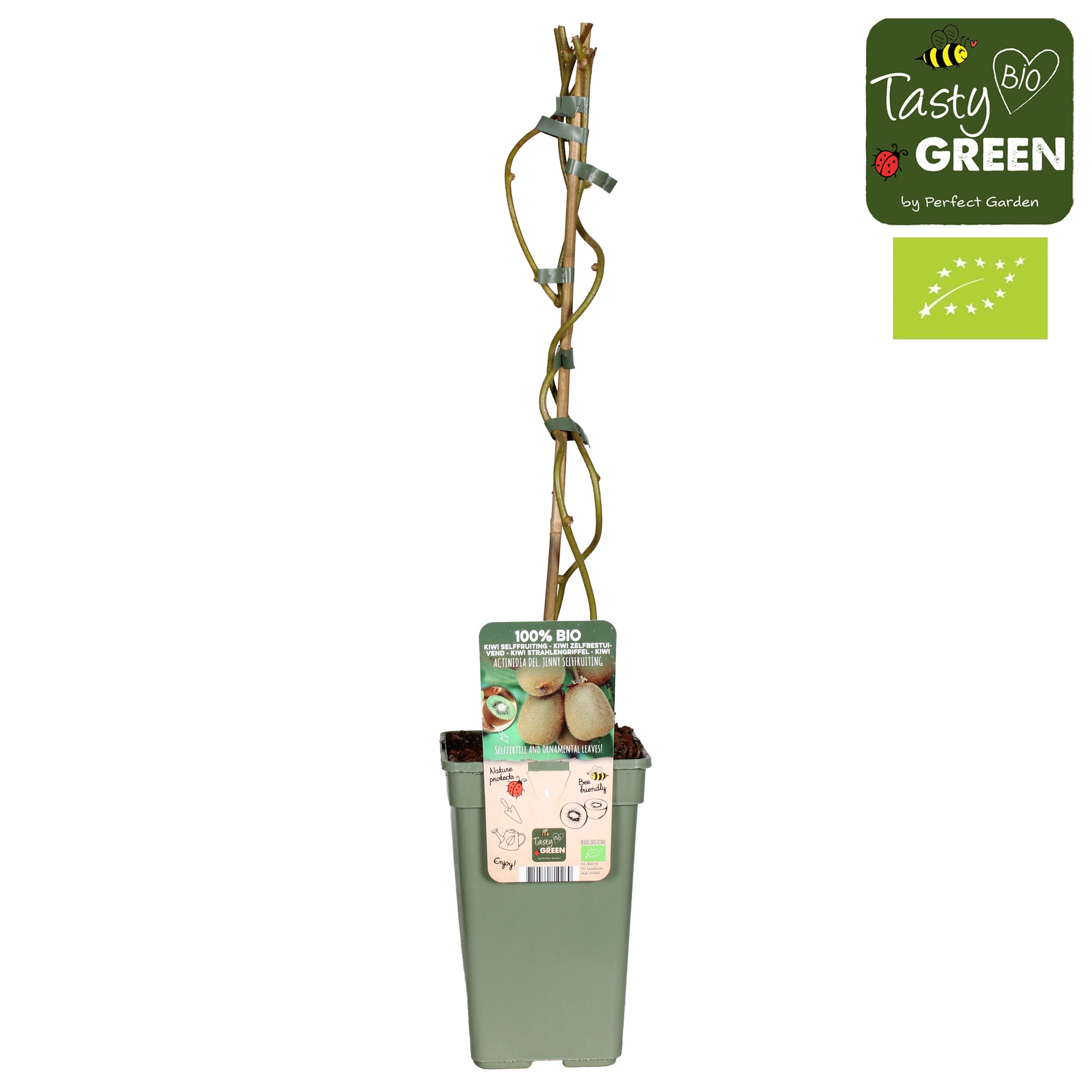 Actinidia Geneva+Weikii Huwelijk Bio P19, D 19