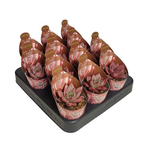 ECHEVERIA AGAVOIDES ROMEO - POT Ø 6,5 WITH POTCOVER (SUCCULENTEN), D 6,5