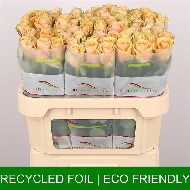 Роза од. Алхими 70, шт.