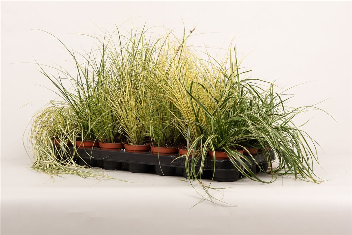 Carex gemengd, D 8