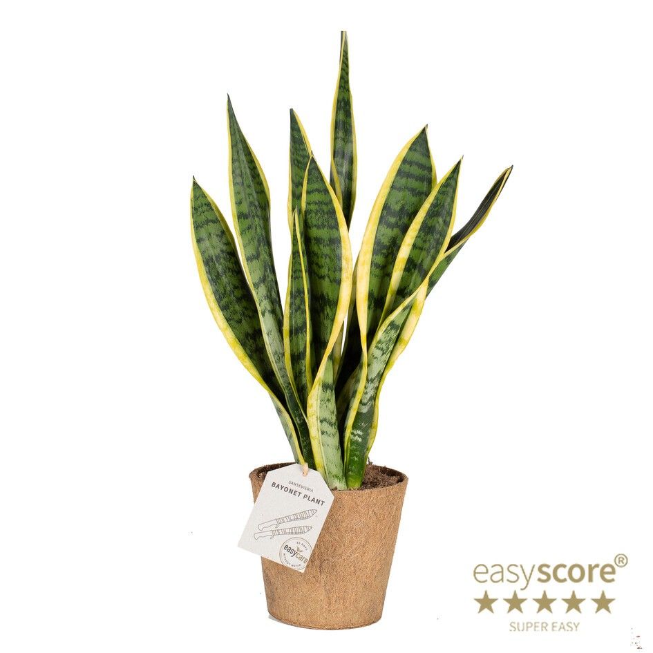 Sansevieria ´Superba´- Cocoz, D 14