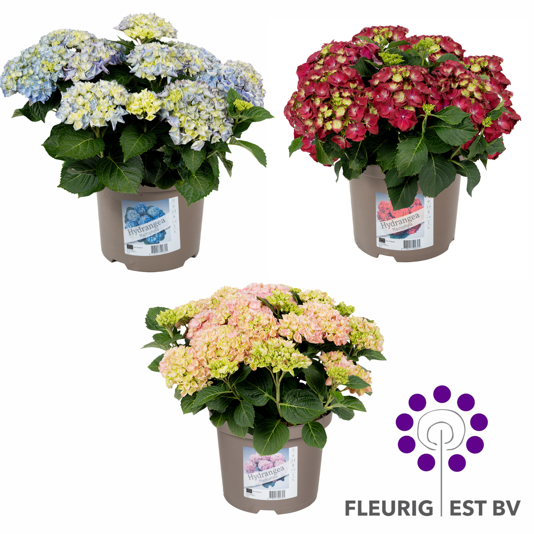 Hydrangea Macrophylla Tuin 7+ Mix per laag afname per volle cc, D 23
