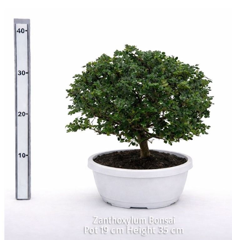 Zanthoxylum Bonsai schaal, D 20