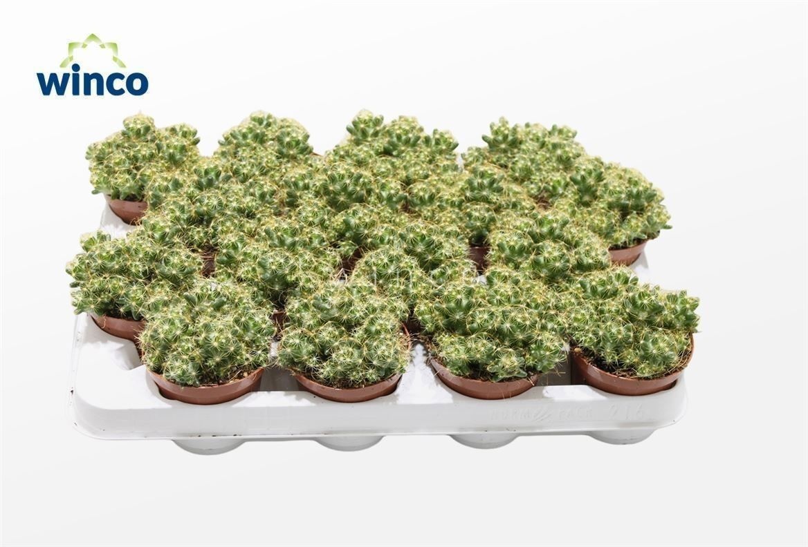 Mammillaria Longimamma, D 8,5