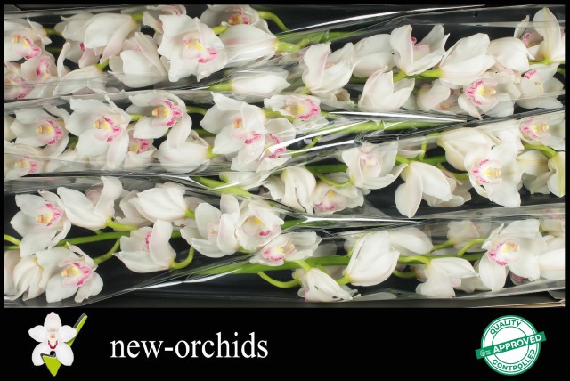 Цимбидиум Килиманджаро x6 80, шт.