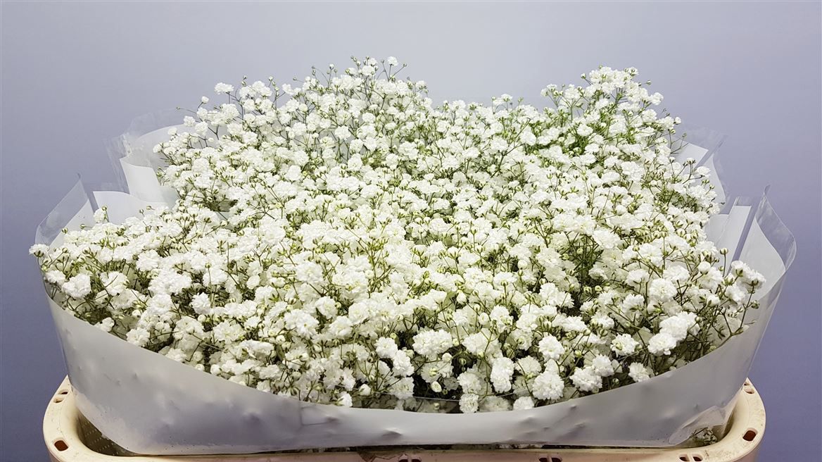 Гипсофила Экселенс 75 (бел.), шт. Гипсофила Экселенс 75 (бел.), шт.