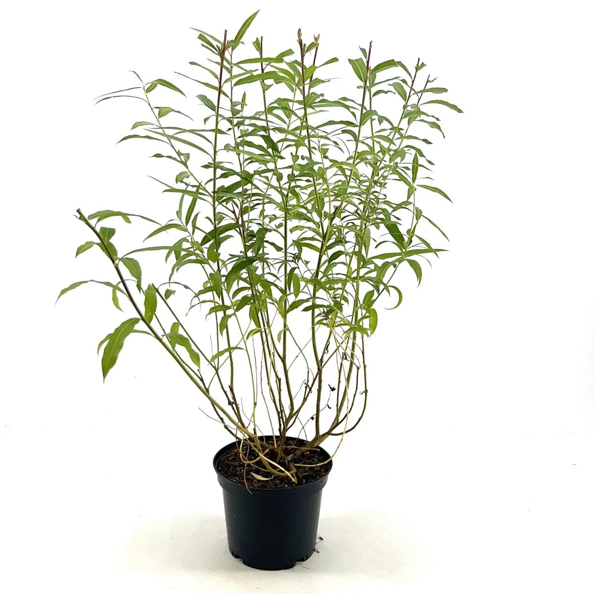 Salix udensis 'Sekka', D 19 cm