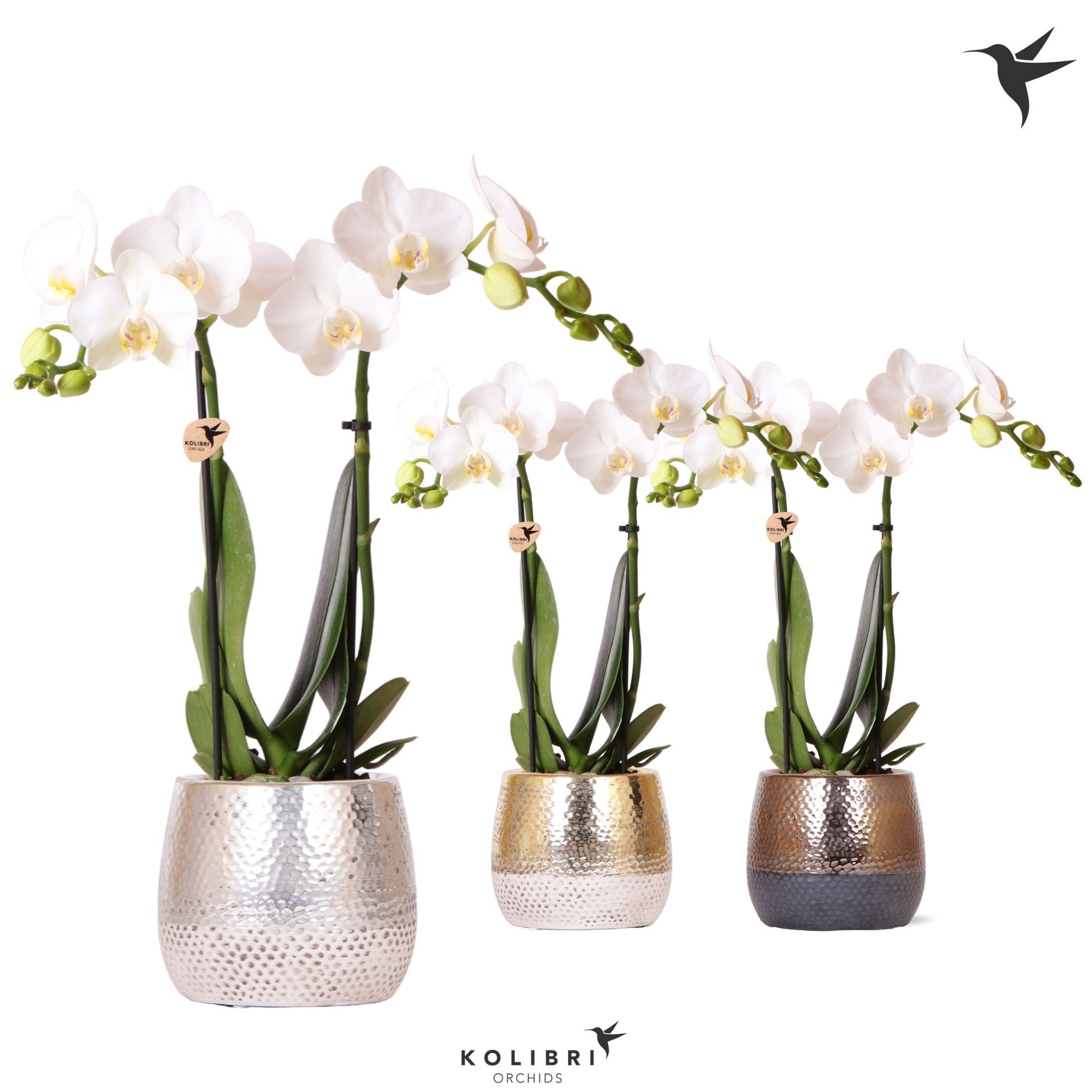 Kolibri Orchids Phalaenopsis white 2 spike in Elite pot mix, D 9