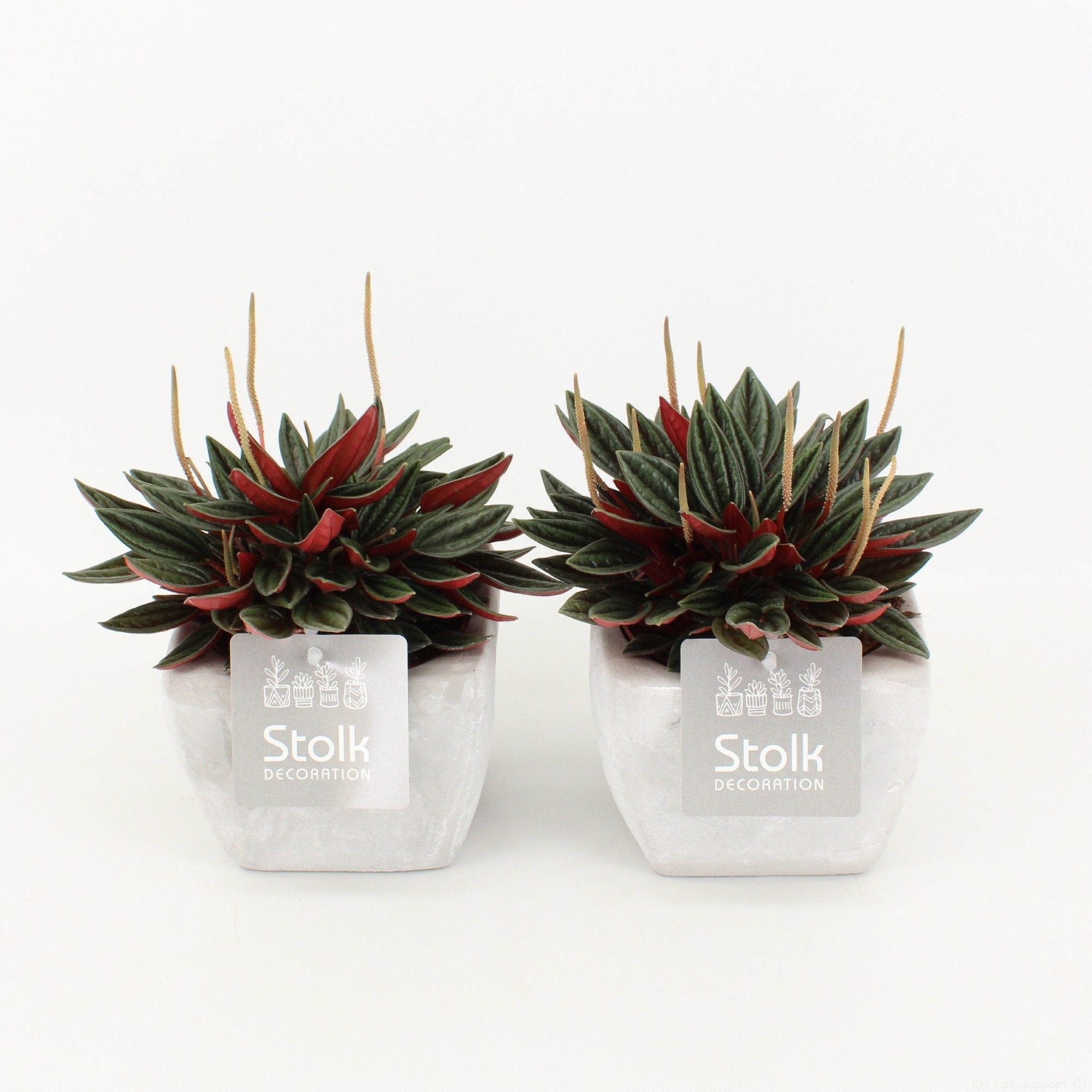 Peperomia Rosso 10,5 in vierkant stone pot, D 11 cm Peperomia Rosso 10,5 in vierkant stone pot, D 11 cm