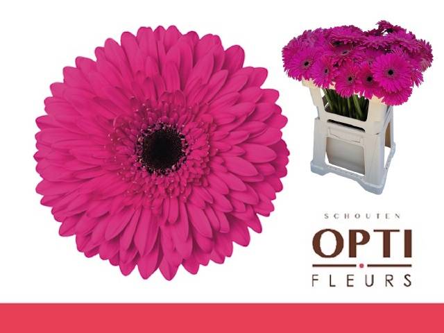 Гербера Мадейра, шт.