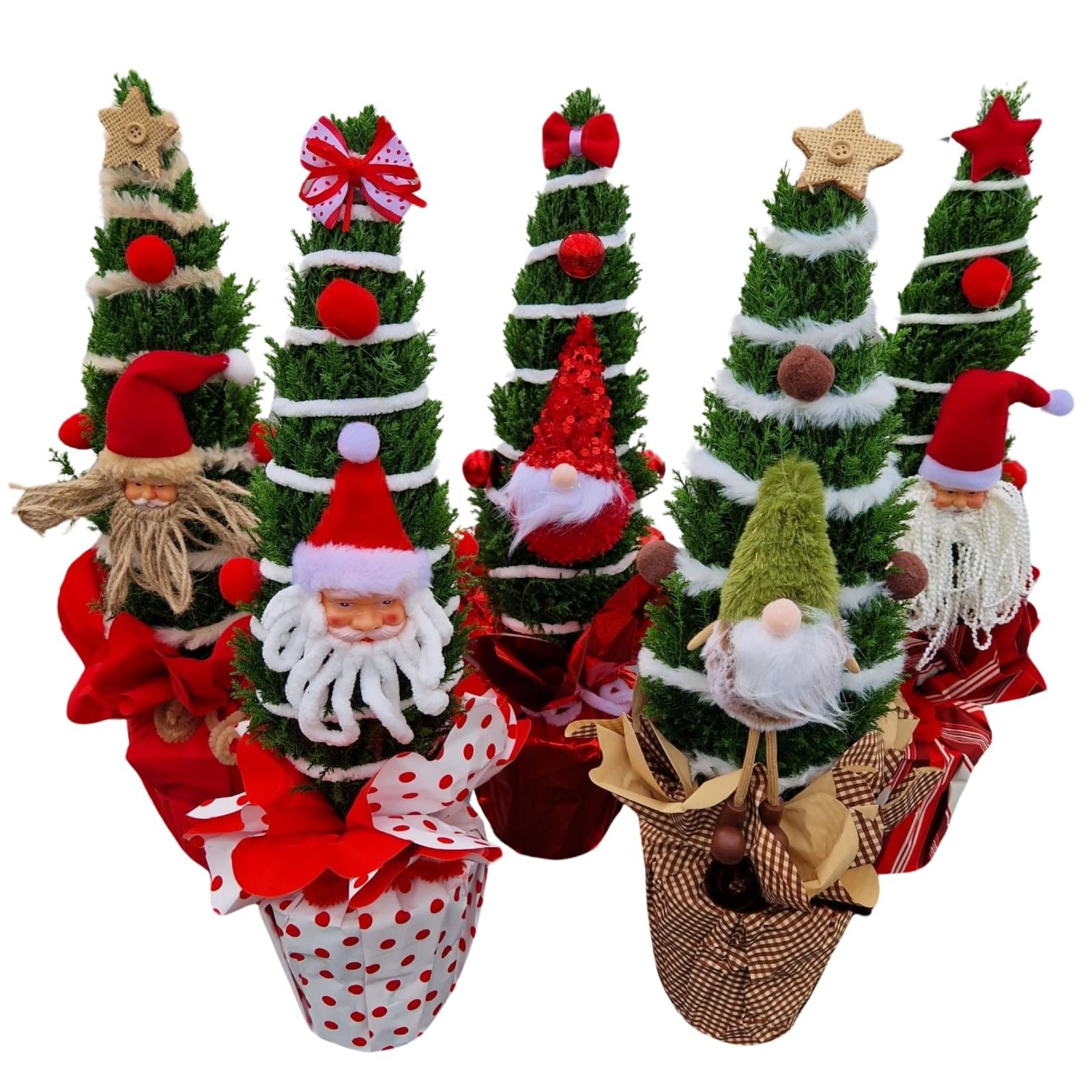 Christmas Puppets® - Chamaecyparis Ellwoodii, D 13 cm