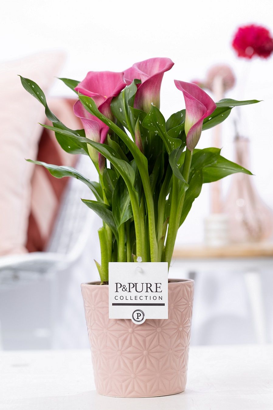 Zantedeschia pink in P&PURE Juliette ceramics pink, D 12