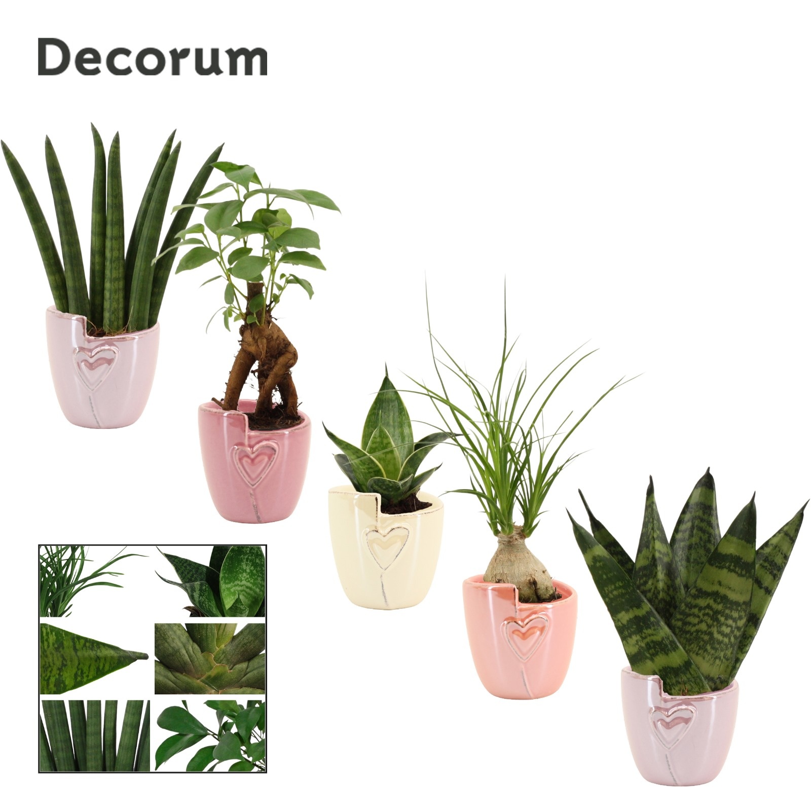 Groenmix mini in Joa (Special moods-collection), D 6