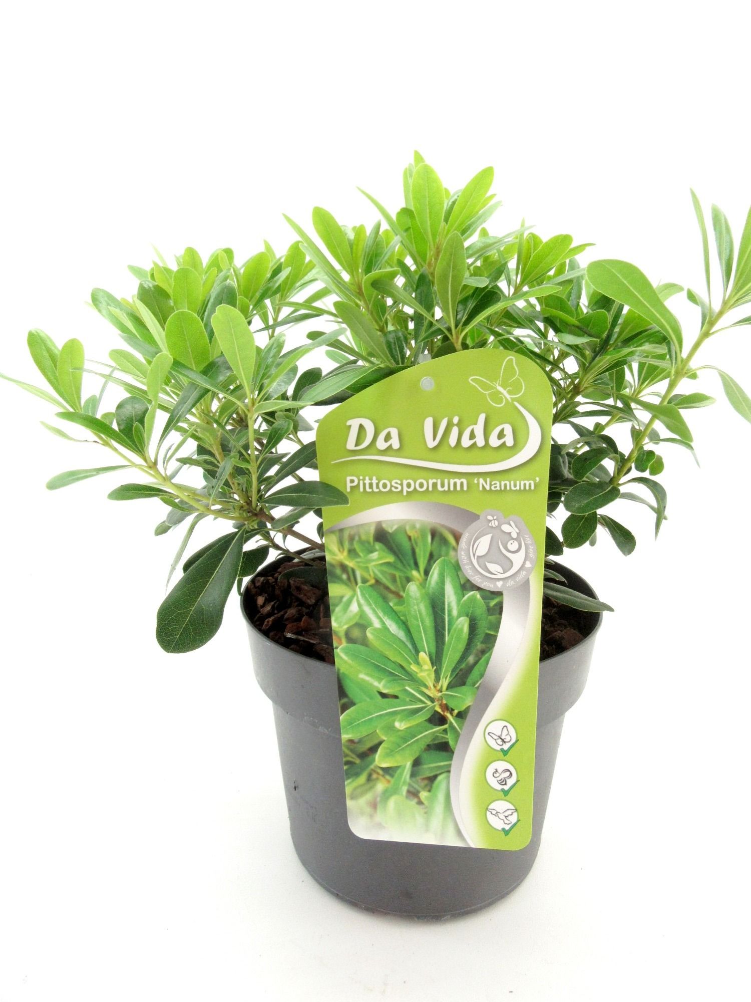 Pittosporum tob.Nana, D 19