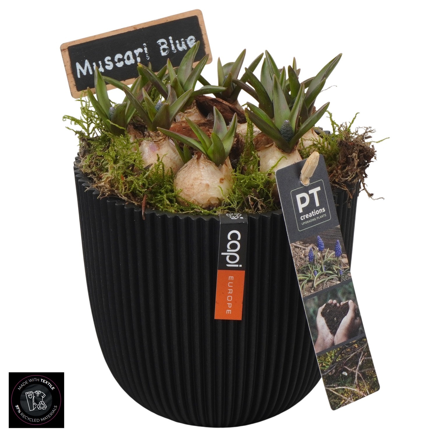 PTMB6302 Arrangement Muscari Blue in Capi pot, D 13