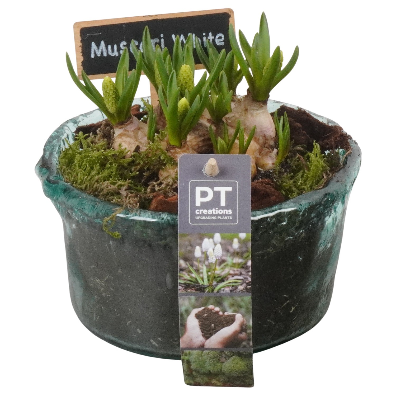 PTWMB8166 Arrangement Muscari White in glazen vaas, D 14