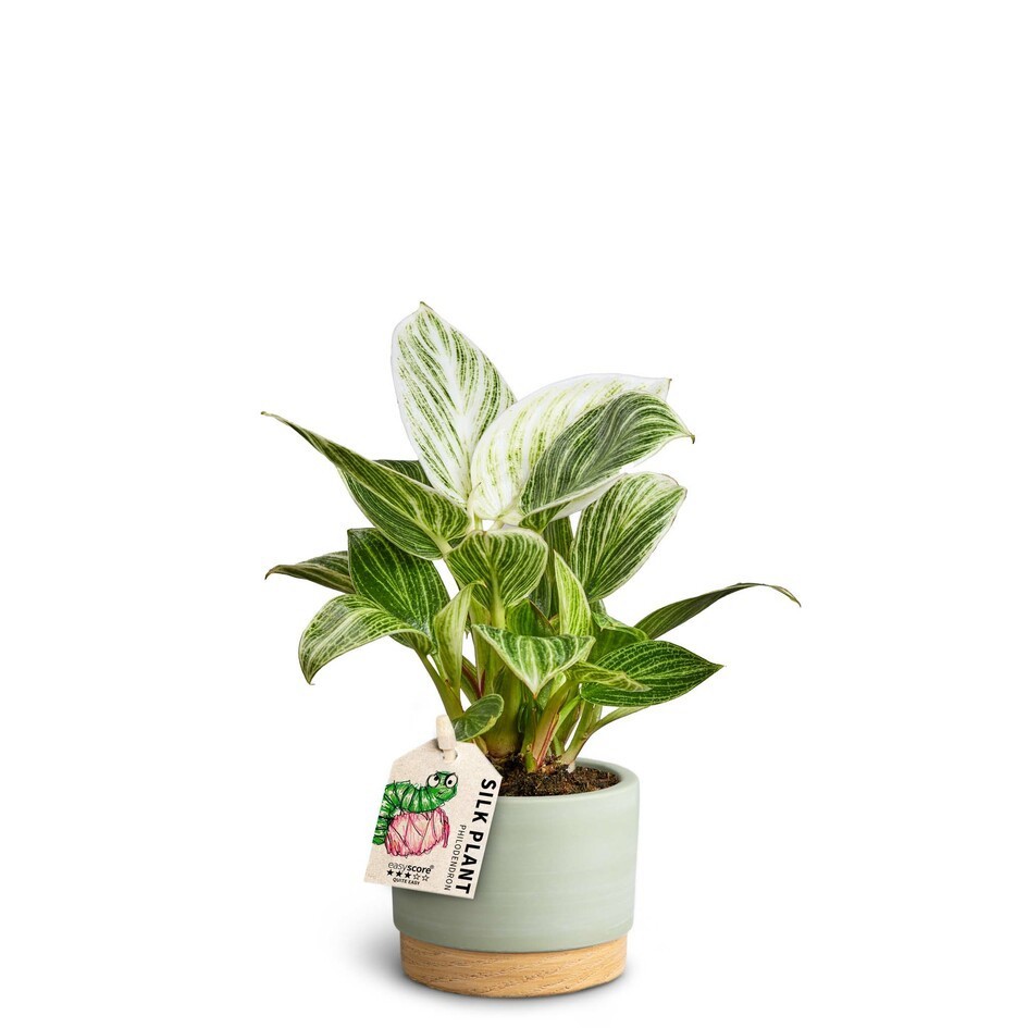 Woodbase Green, Peridot, D 7 cm Woodbase Green, Peridot, D 7 cm