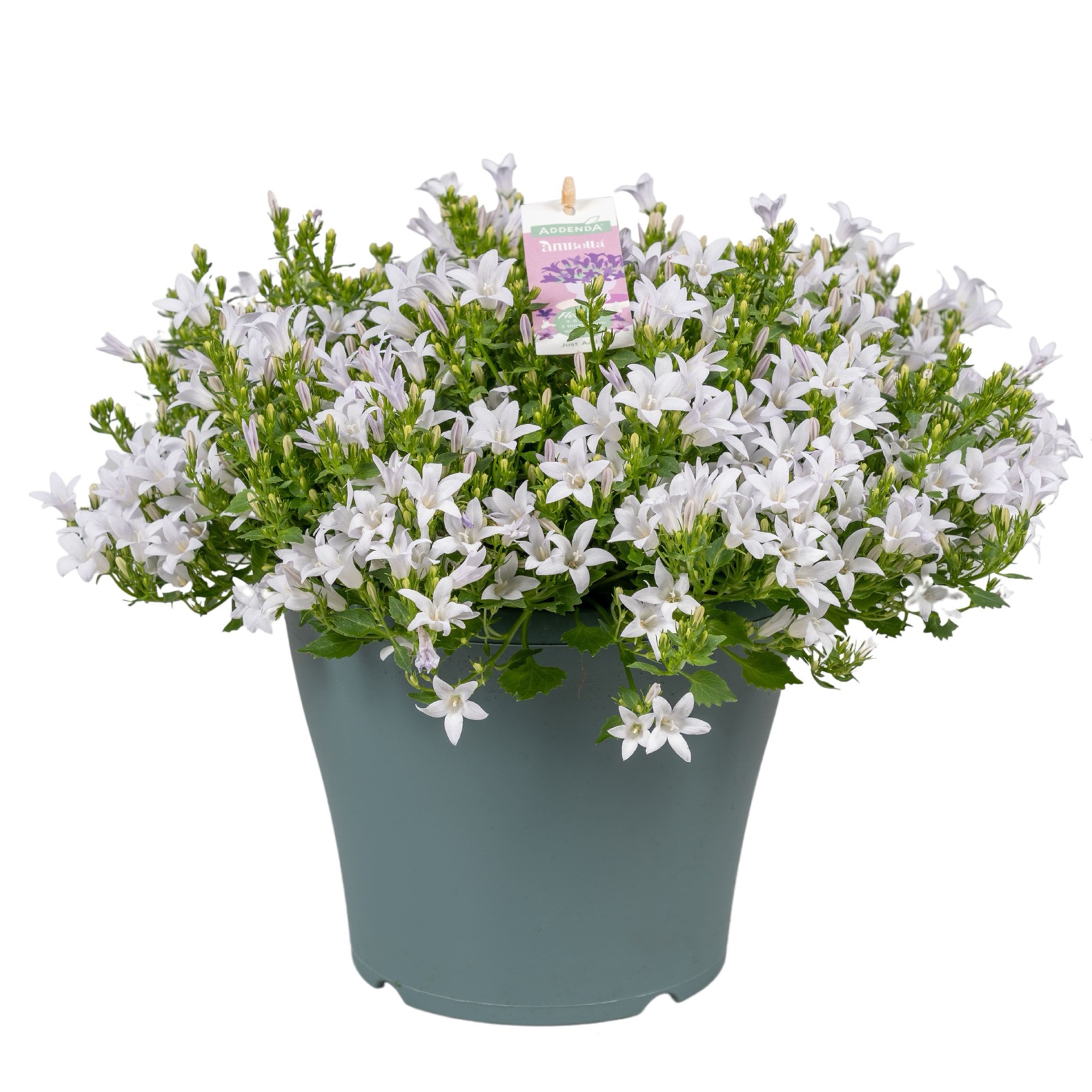 Campanula Ambella® White in patiopot, D 23