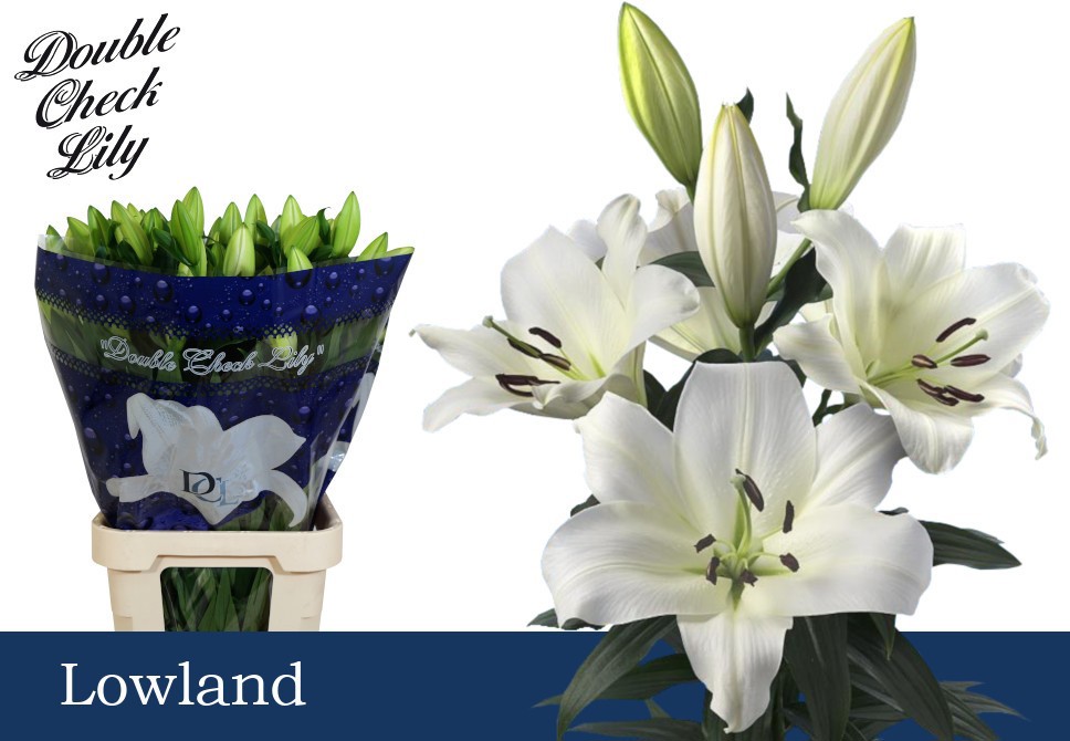 Лилия Лоулэнд 100, шт.