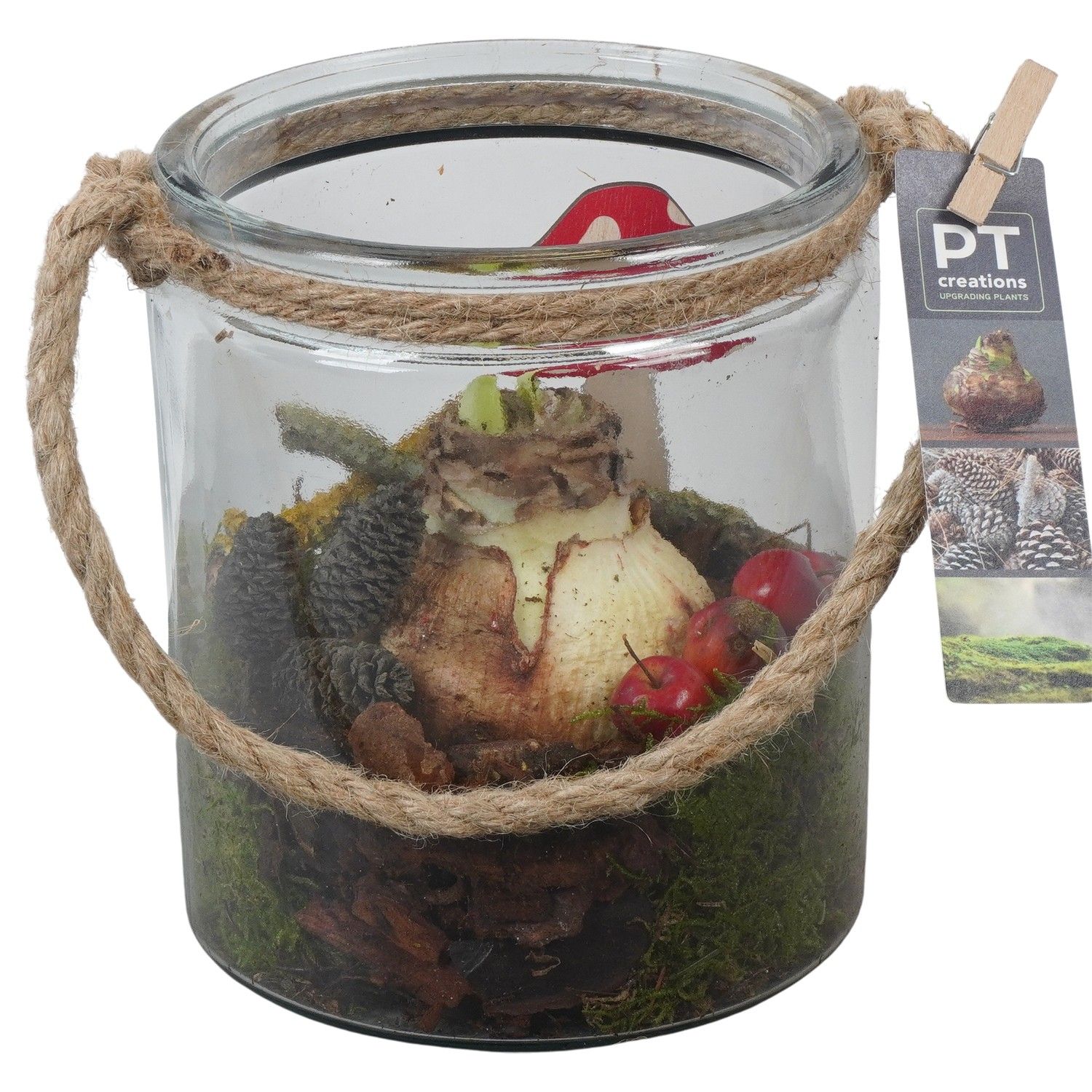 PTAA7576 Arrangement Amaryllis in glazen vaas, D 14 cm