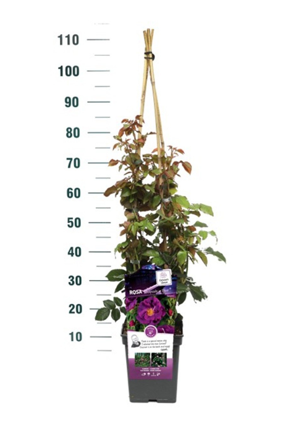 Rosa 'Rhapsody in Blue' - Klim - VP5 - Exclusive Collection, D 23 cm