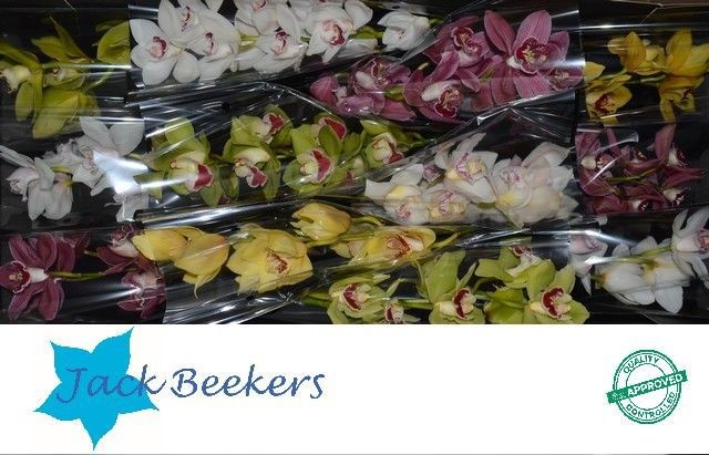 Цимбидиум Микс x12 50, шт.