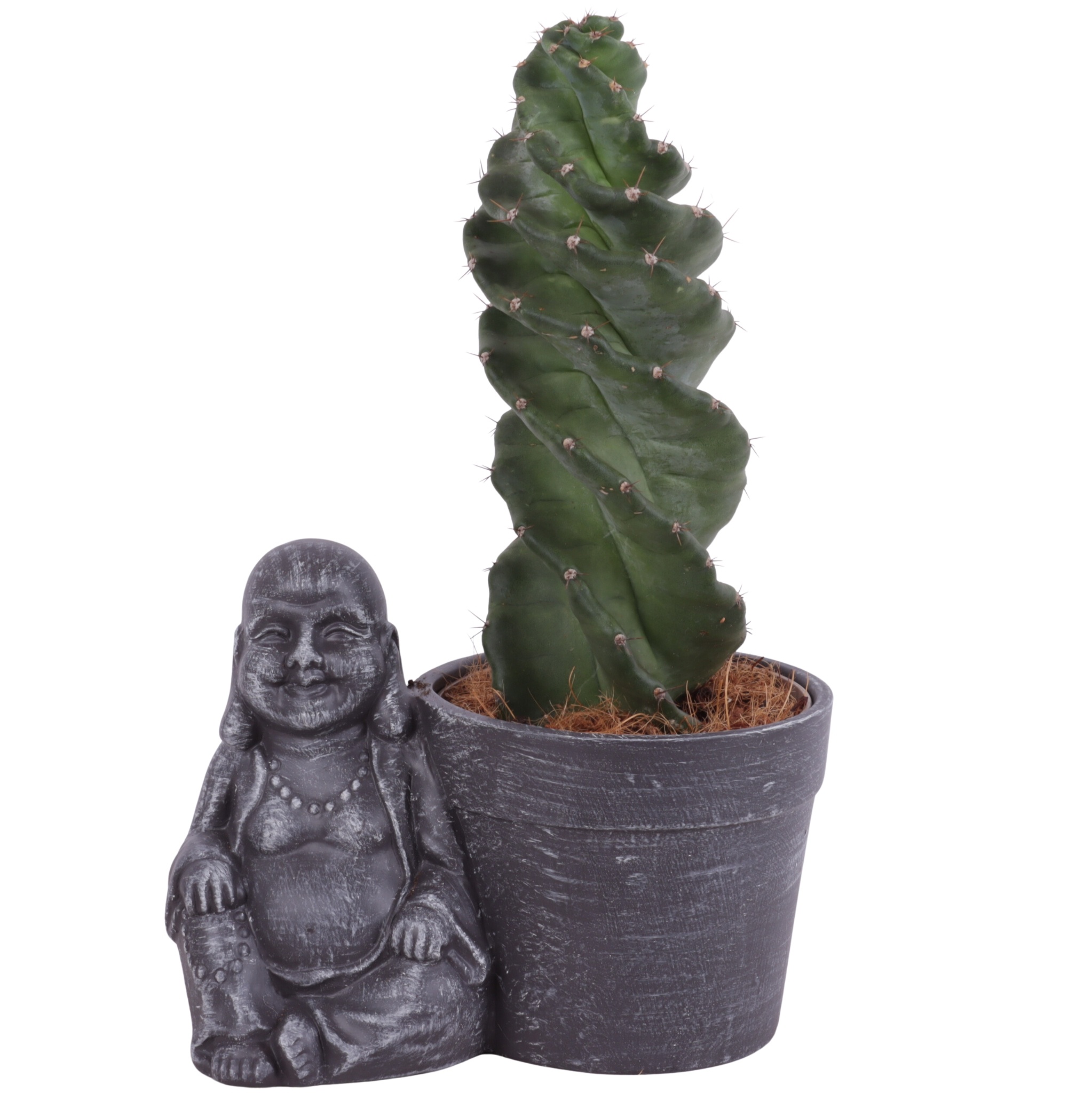 Cactus Cereus Spiralis Ø12cm in Ceramic Sitting Buddha Ø21cm, D 21