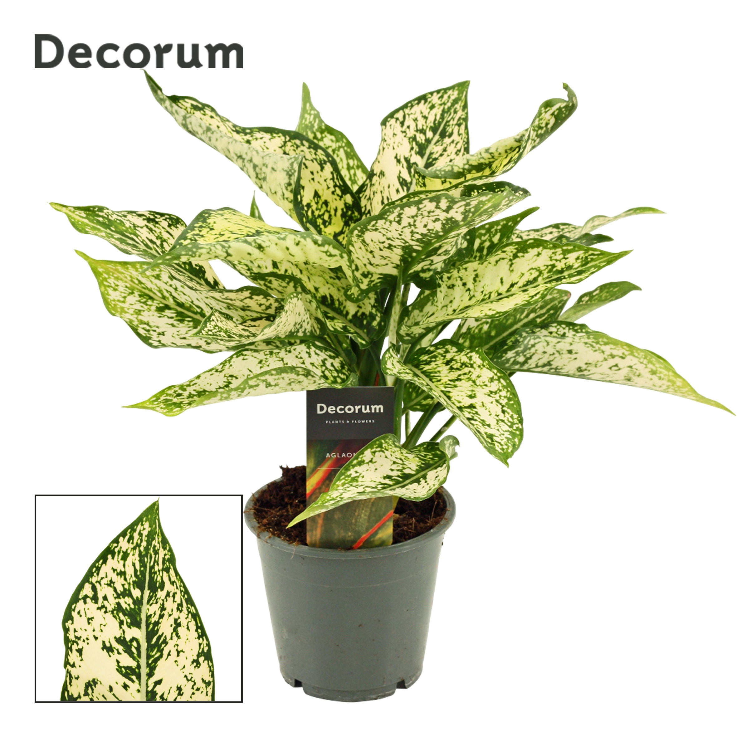 Aglaonema First Diamond 12 cm (Decorum), D 12