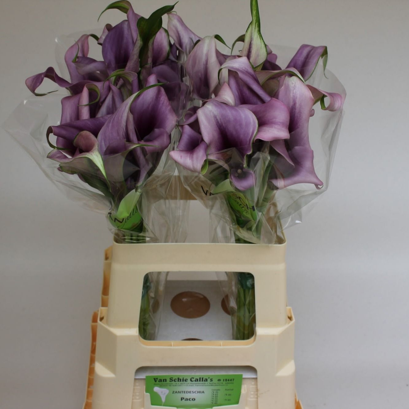 Калла Пако 60, шт.