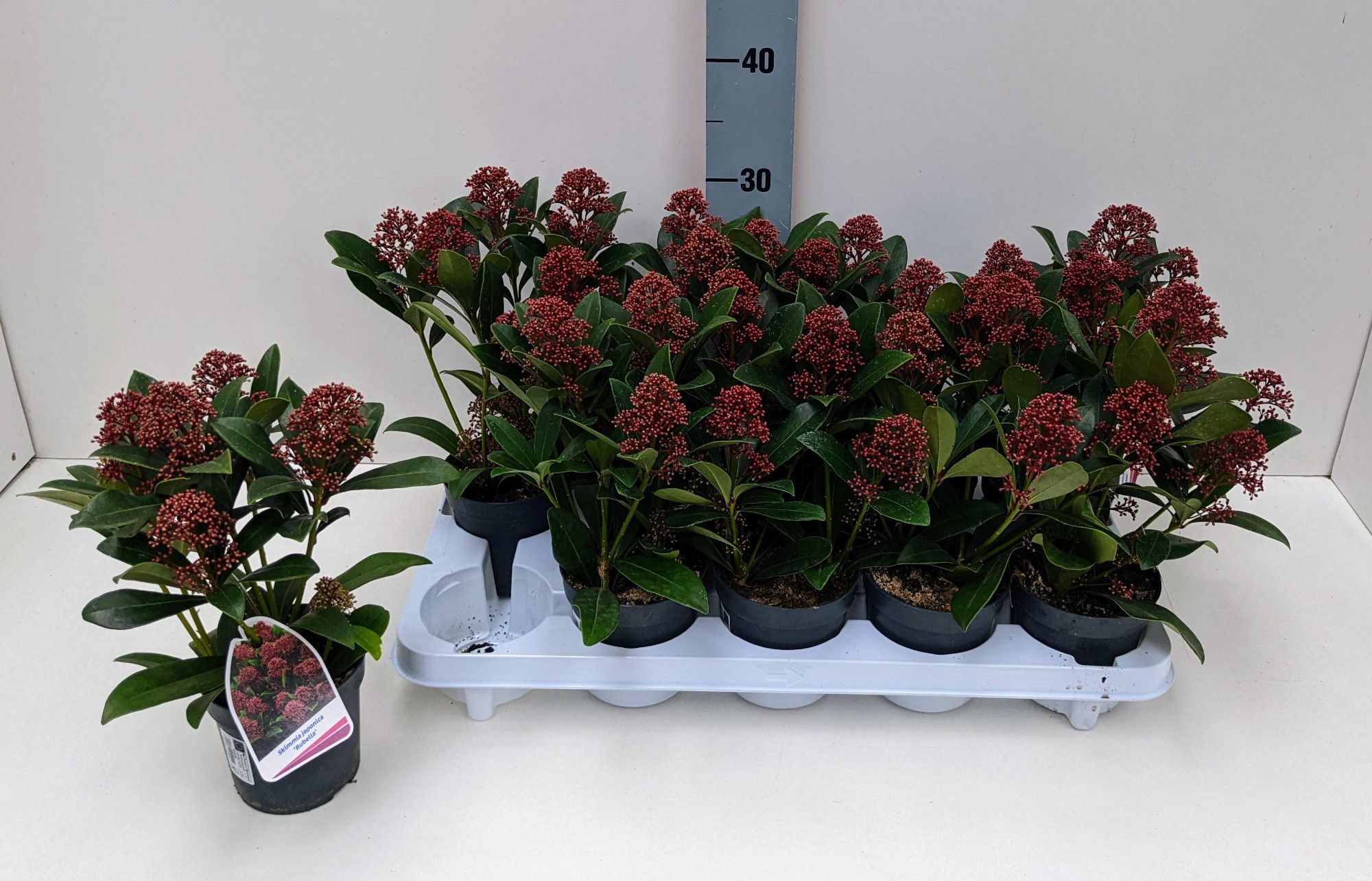 Skimmia Rubella 4-5 Dolder 11T, D 11