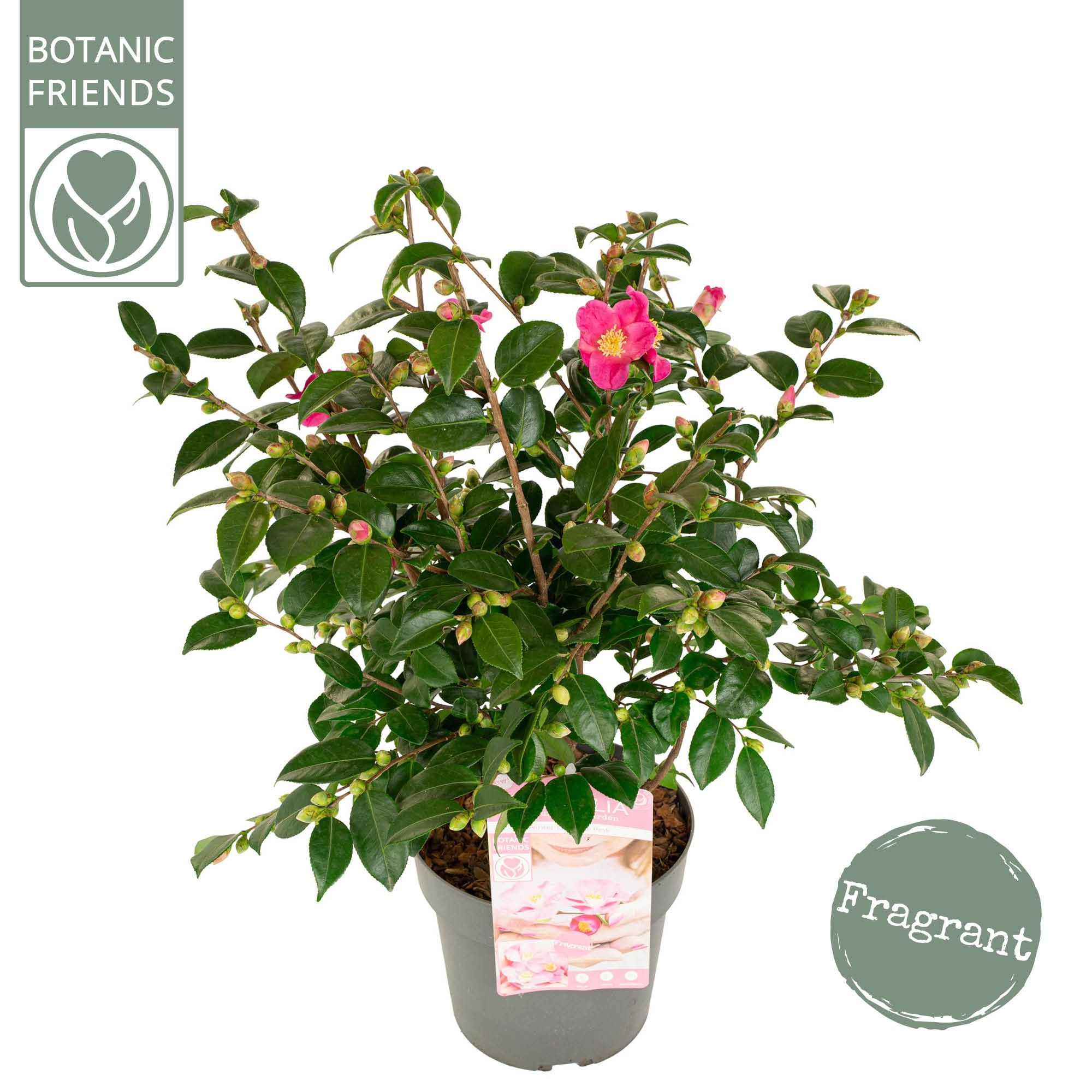 Camellia ja.'Winter Perfume Pink'® Premium, D 19