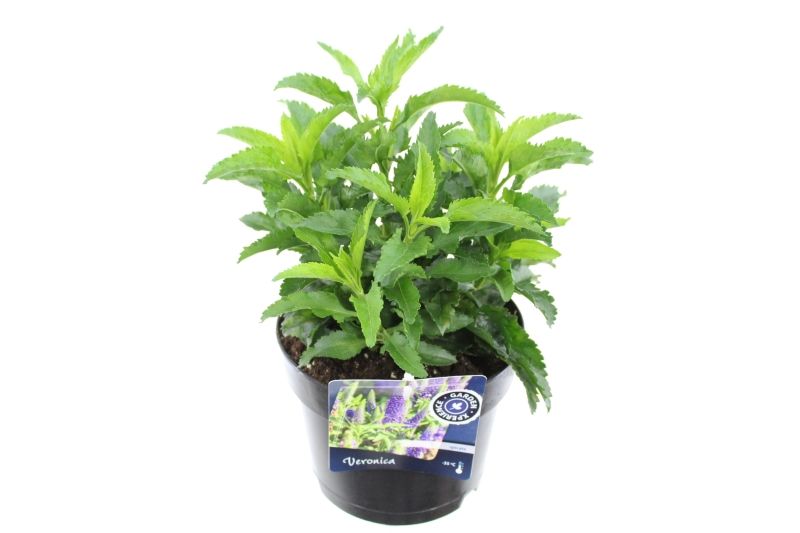 Veronica longifolia Ronica Blue, D 17