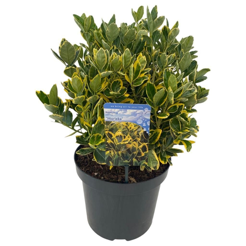 Euonymus jap. 'Marieke', D 26