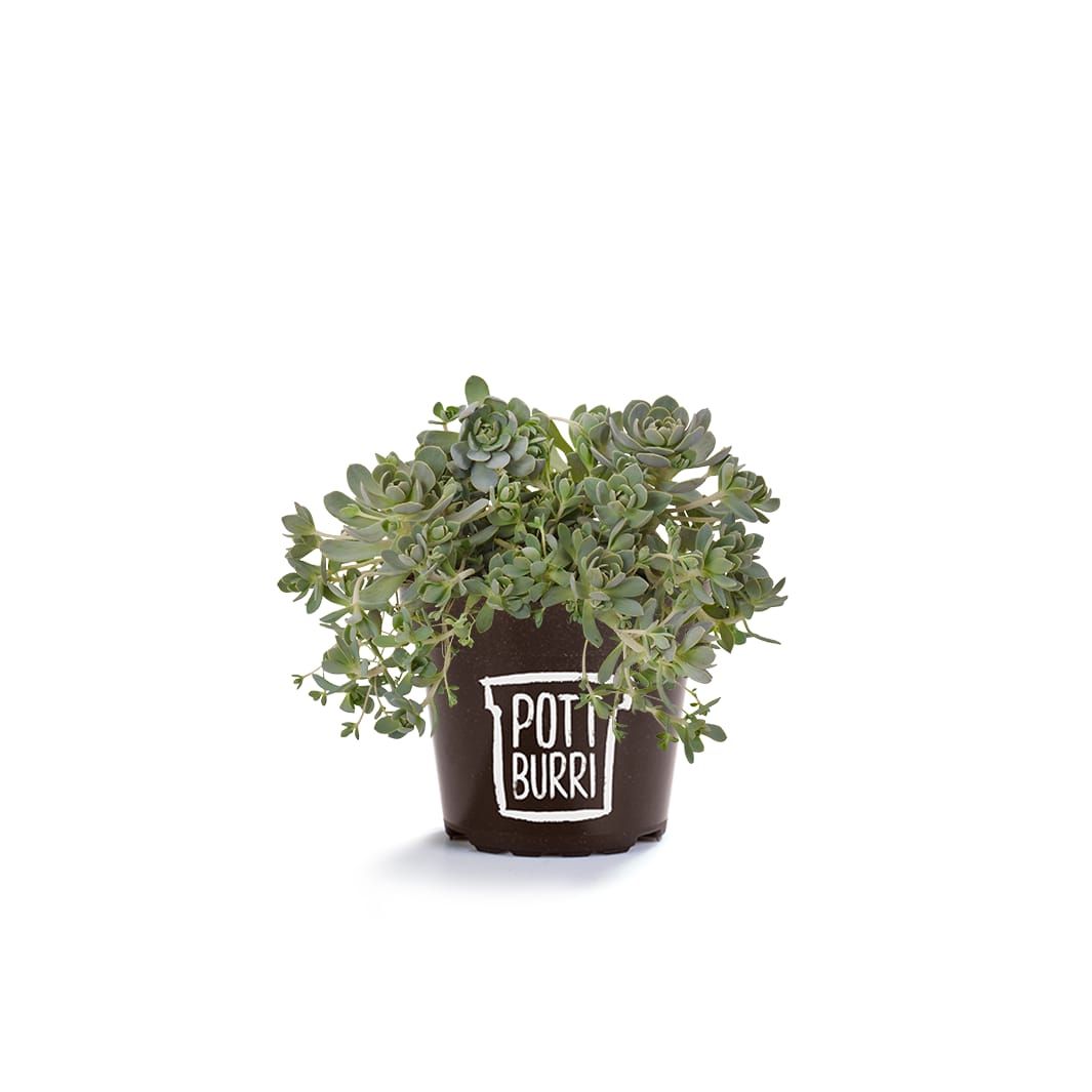 Orostachys iwarenge T13 im Pottburri Topf, D 13