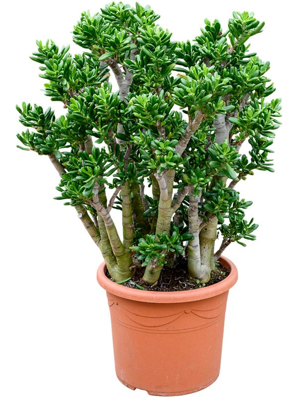 Crassula ovata 'Gollum', D 48 cm