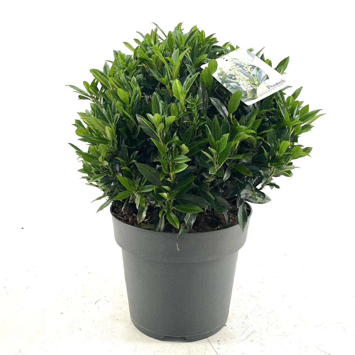 Prunus l. 'Gajo', bol, D 29 cm